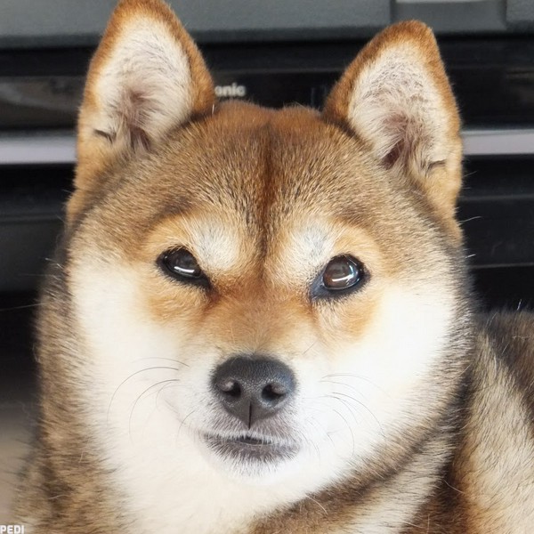 チョコちゃん