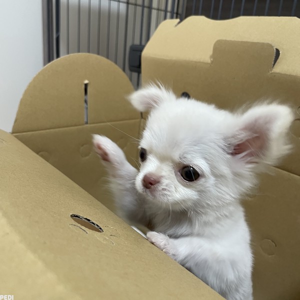 おこめちゃん