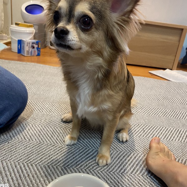 ぽてくん