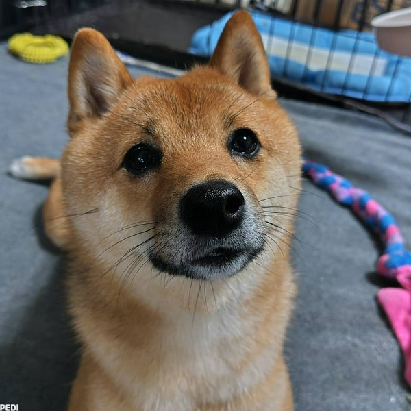 こむぎくん
