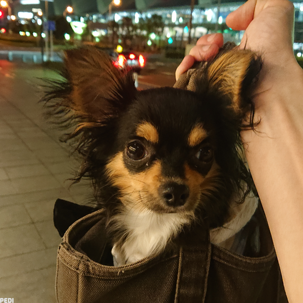 CHANELちゃん