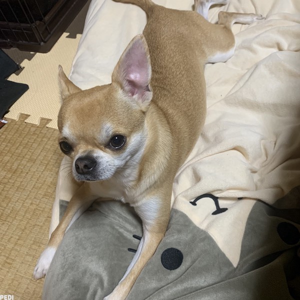 ぷーたくん