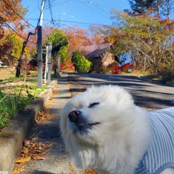 タマちゃん