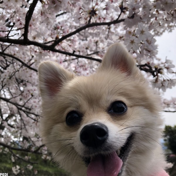 らなちゃん