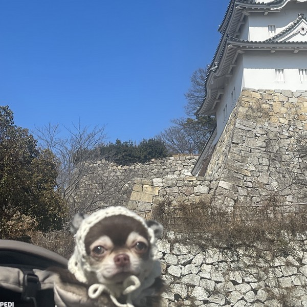 チャーくん