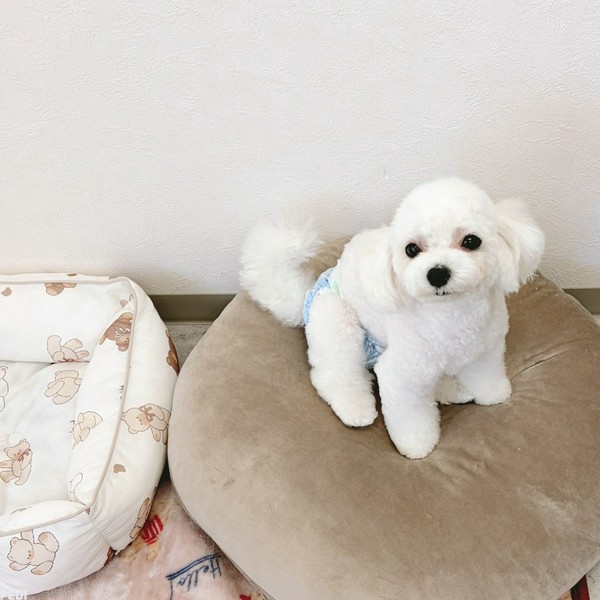こももちゃん