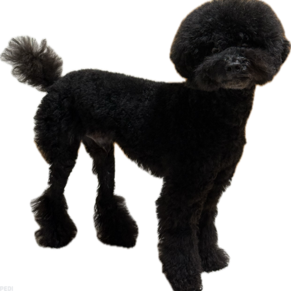とわくん
