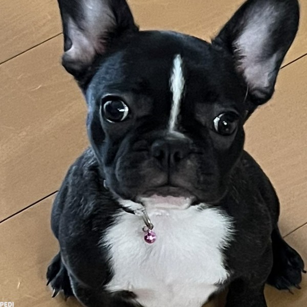 しじみちゃん