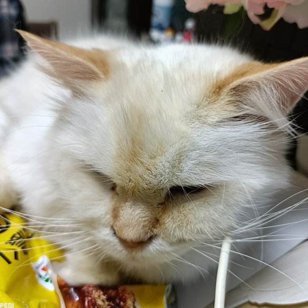 かなめくん