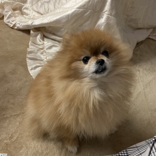 Reoくん