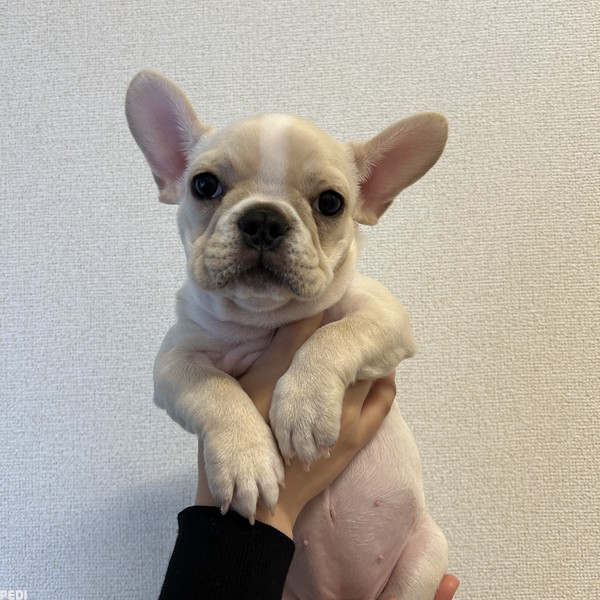 もちちゃん