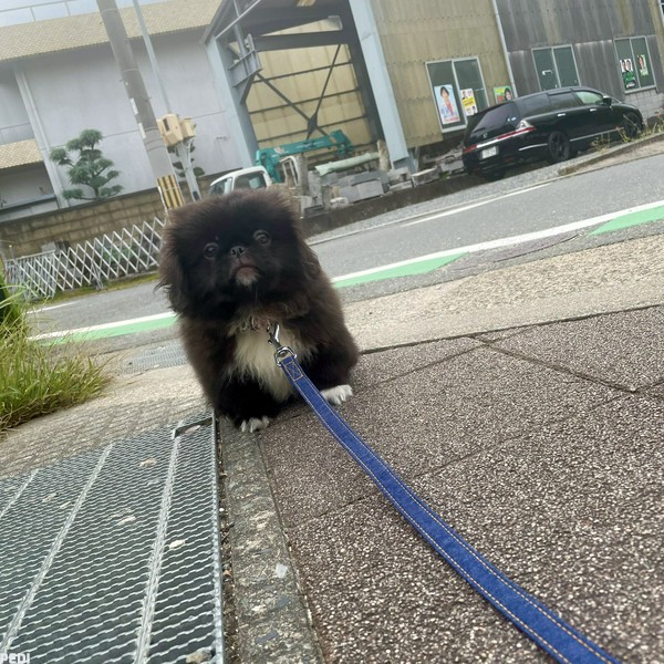 くまくん