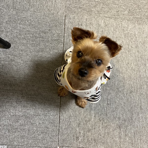 アロマちゃん