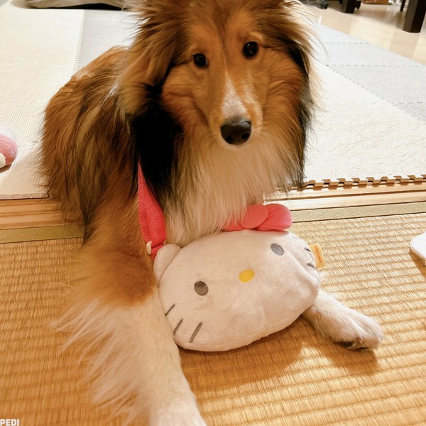 きなこちゃん