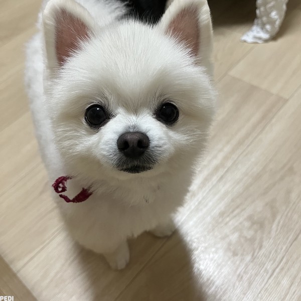 ふうたくん