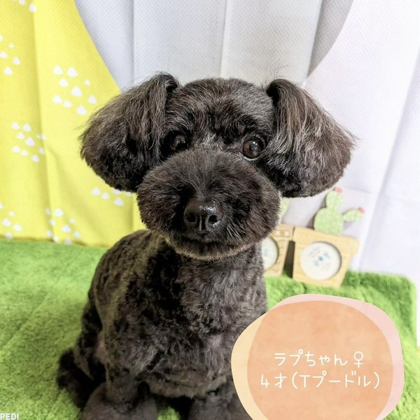 ラプちゃん