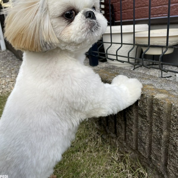 トロちゃん