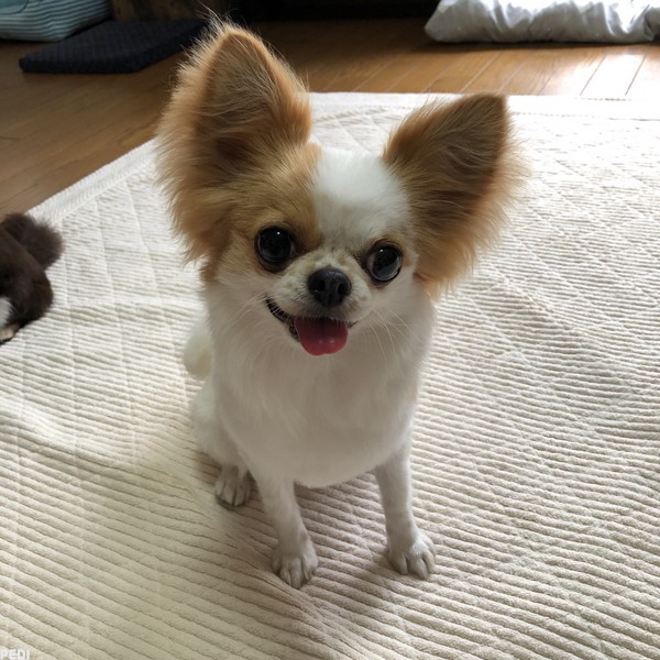 ひびきちゃん