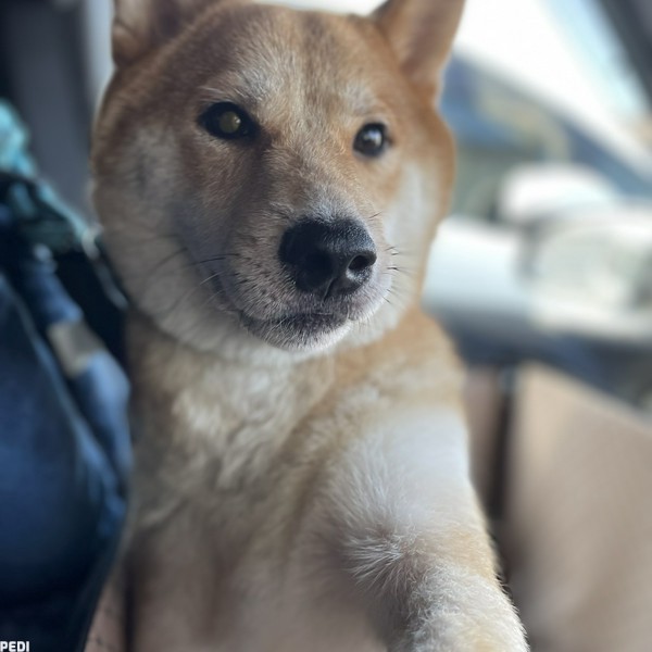 もみじくん