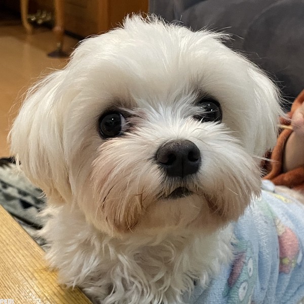 ましゅくん