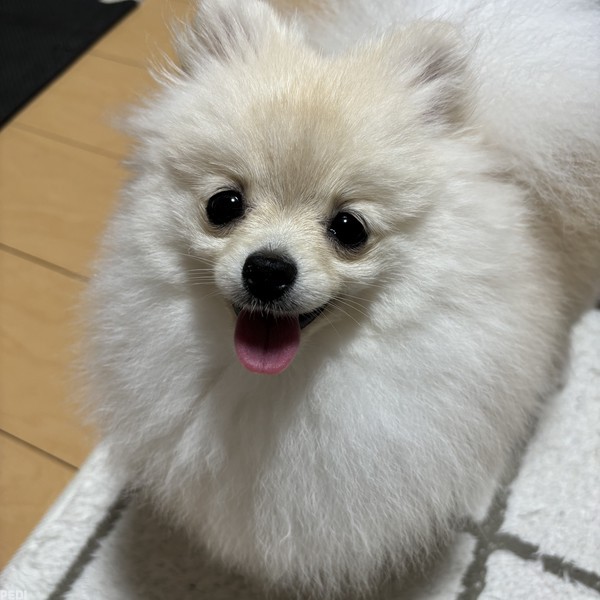 ぺこちゃん