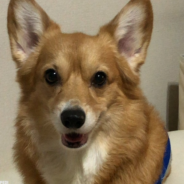 ルーナちゃん