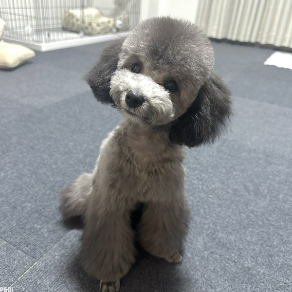 ピースちゃん