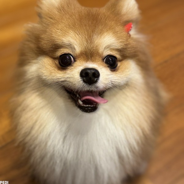 ぽんちゃん