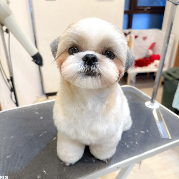 ぽぽくん