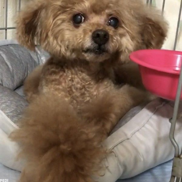 ひゅうくん