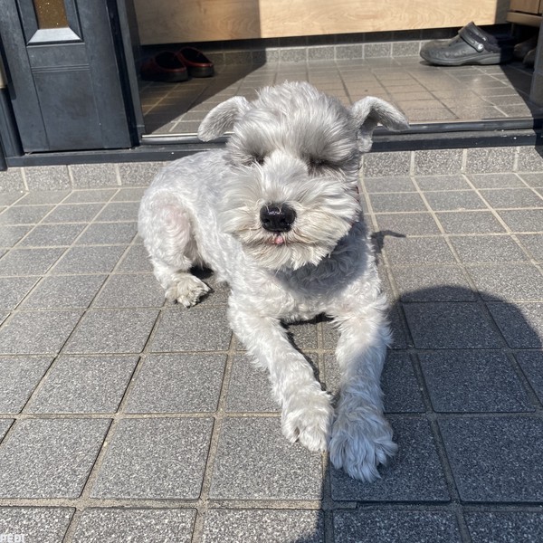 リリィちゃん