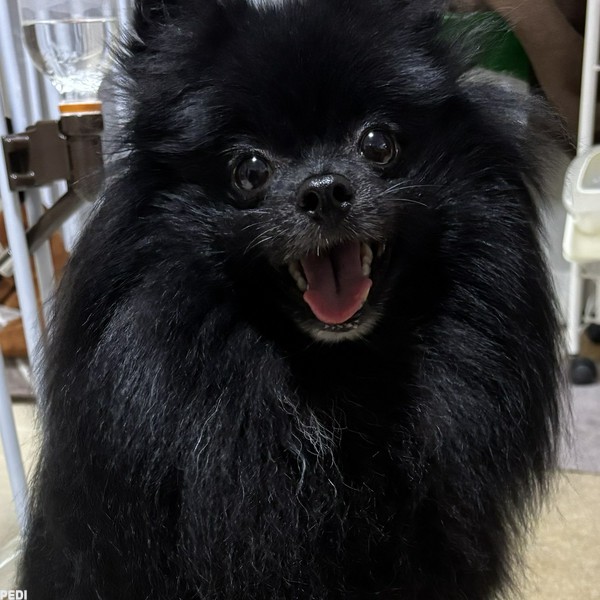 ニコちゃん