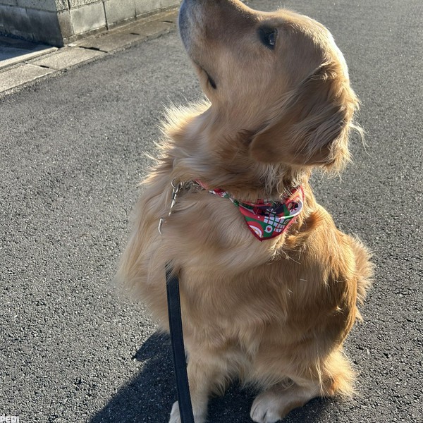 ラウちゃん