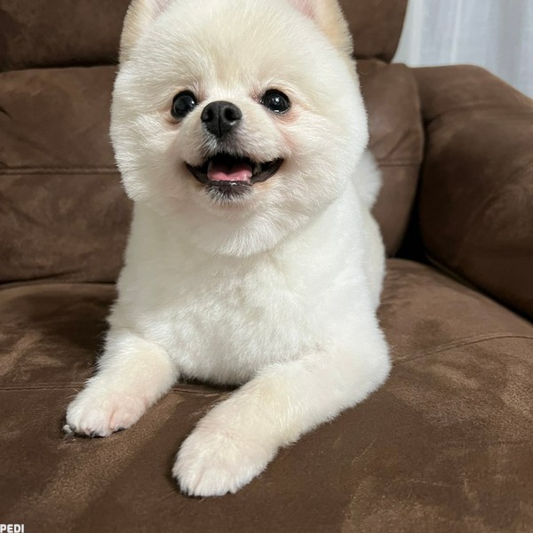 おこめくん