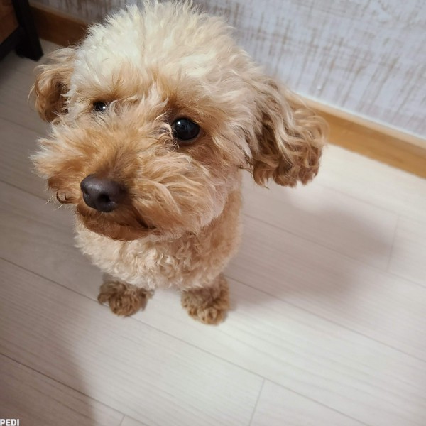 ビビちゃん