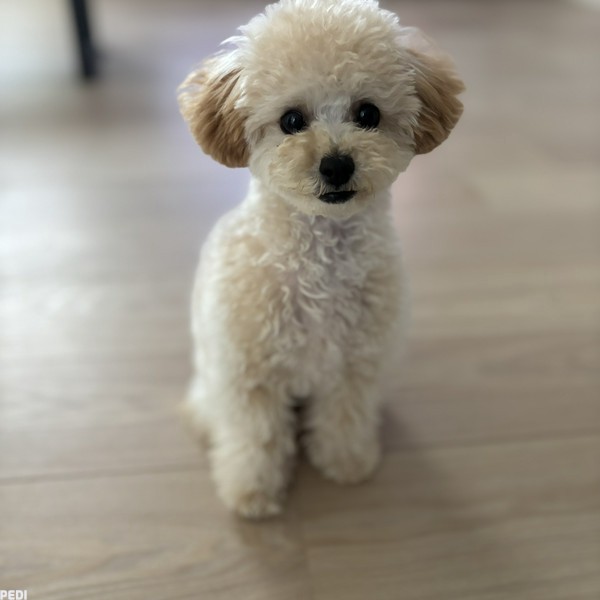 メルちゃん