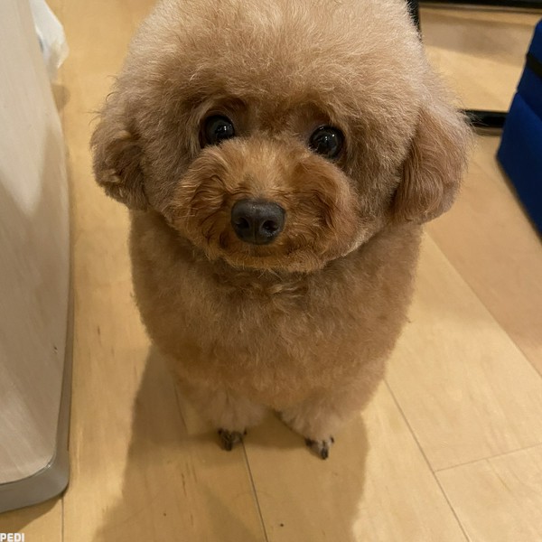 ジャスミンちゃん