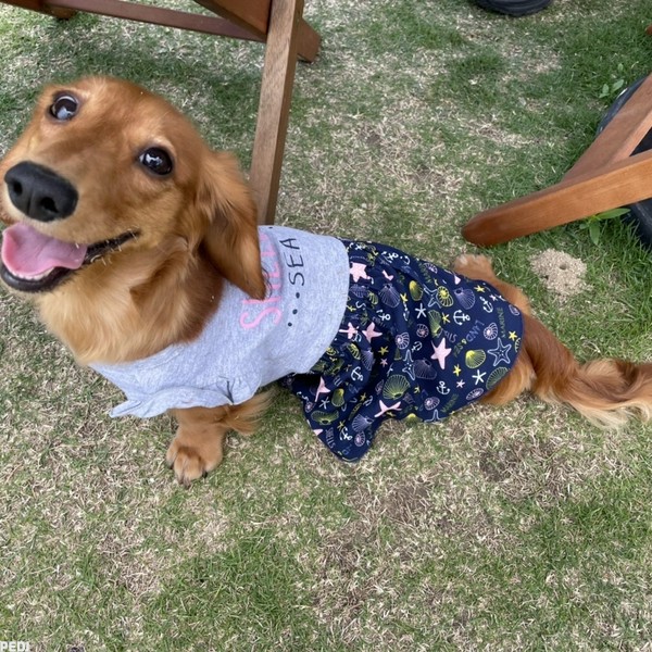 ちょこちゃん
