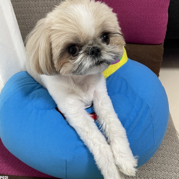 ブーマーくん