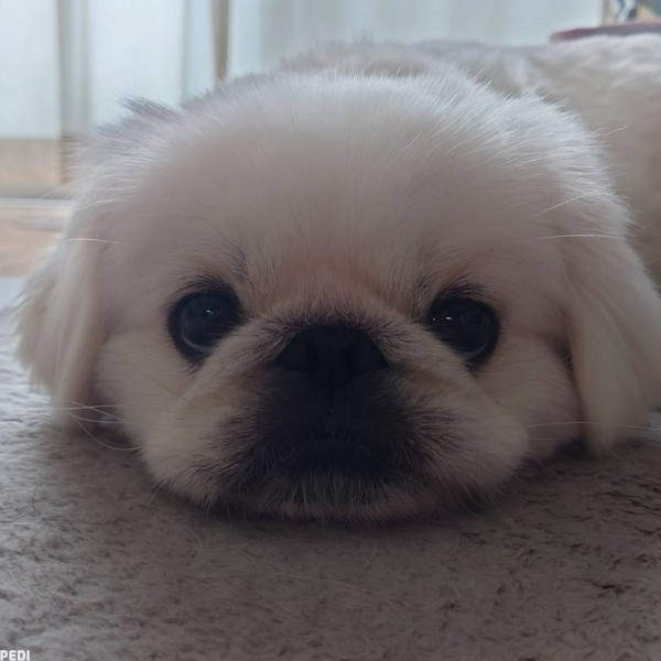 しらたまくん