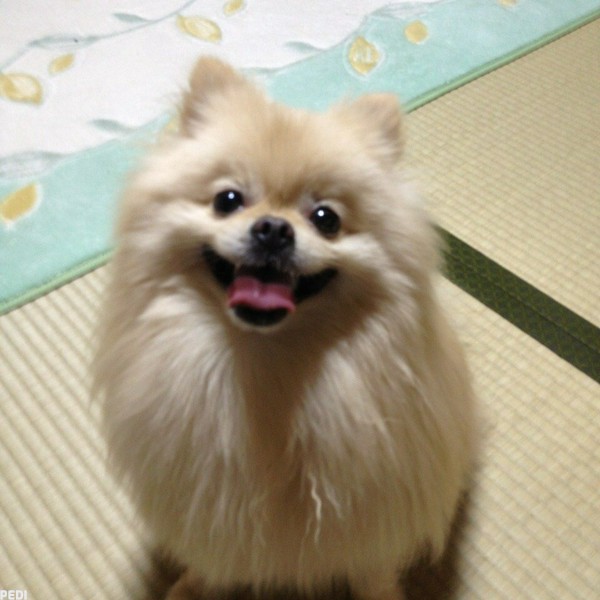 くうくん