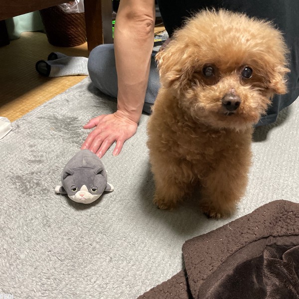 チャクラくん