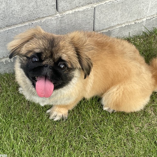 あんずちゃん