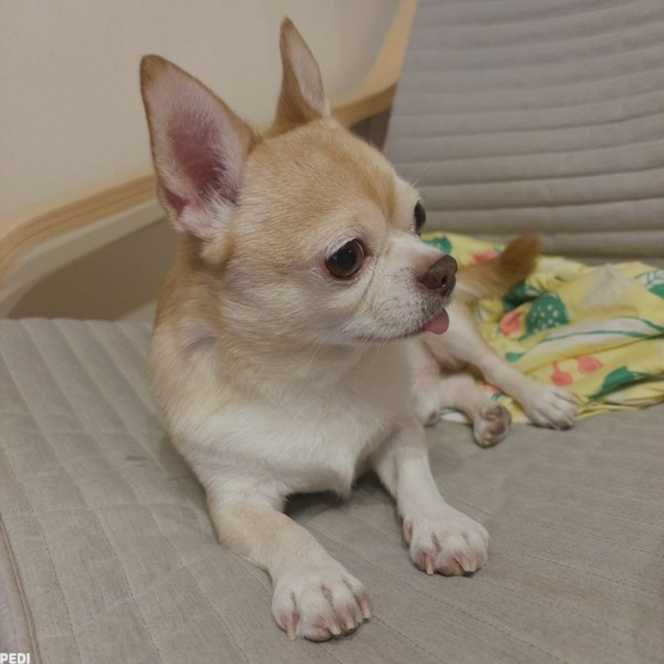 ぽてとくん