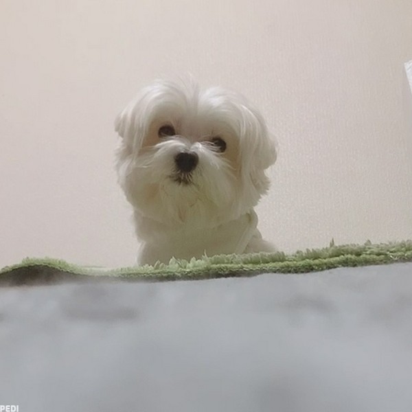 レオくん