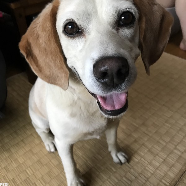 BECKくん