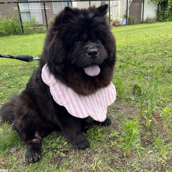 百々子ちゃん
