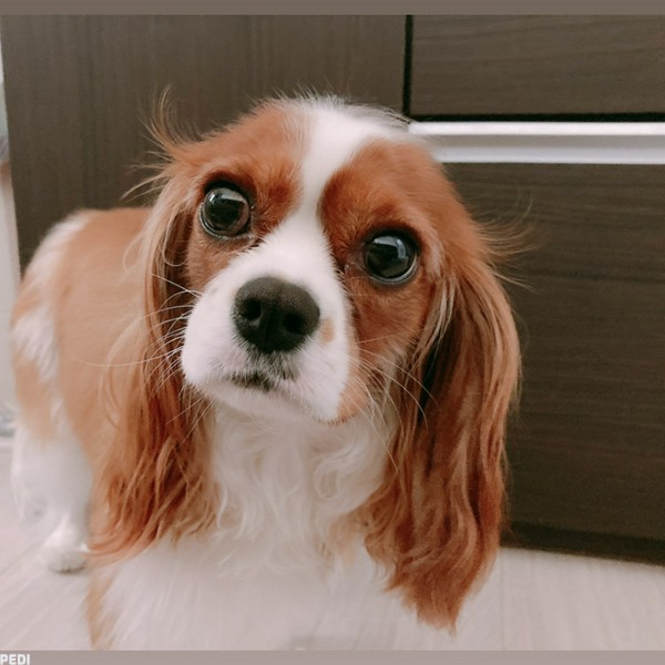ねねちゃん