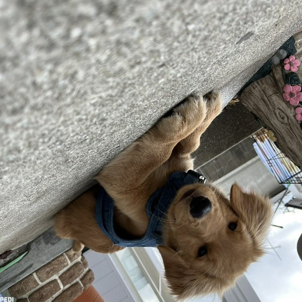 ココアちゃん