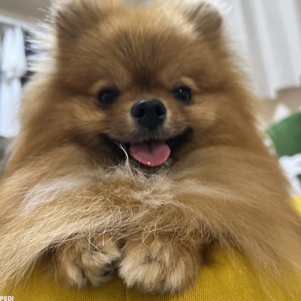 てんくん